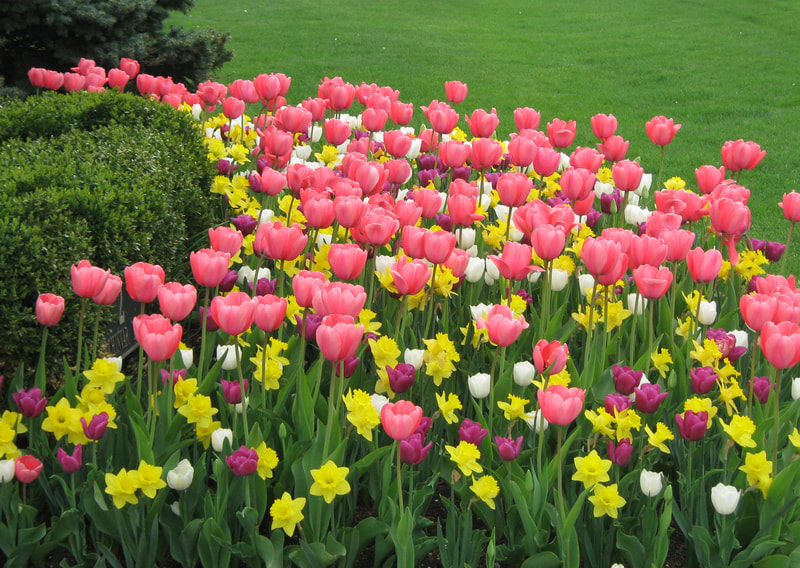 medium shot of colorful tulips and other flowers