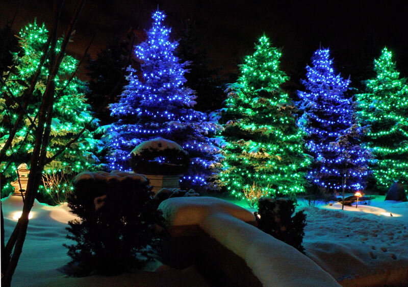 several pine trees all covered in green or blue holiday lights