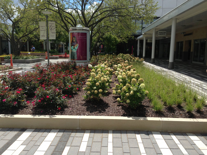 medium shot of garden and walkways on a campus