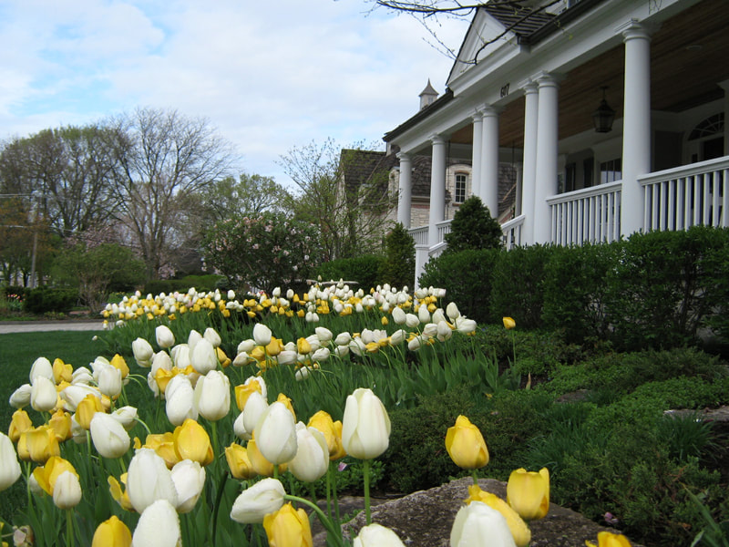 closeup of tulips with large home in background